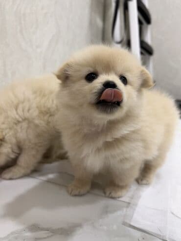 померанский шпиц цена: Шпиц, 1 месяц, Самец — 1