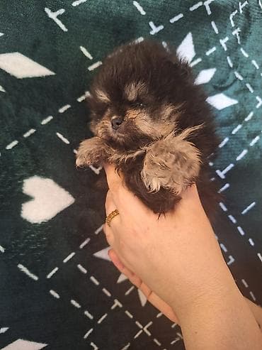 it adlari azeri: Şpitz — 2