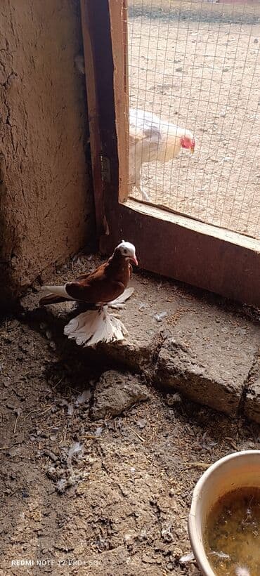 pulsuz heyvanlar verilir: Maya quşdu iri lələklidi — 3