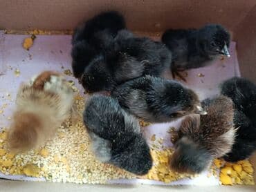 simmental ineklerin satisi: Toyuq cücələri, Ətlik — 3