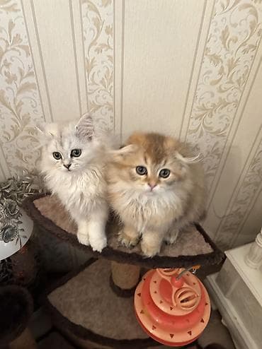 pulsuz heyvan: Britan, Yaxşı əllərə, Ünvandan götürmə — 8