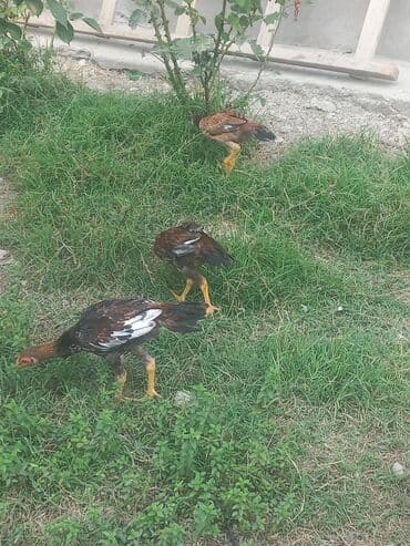 cins inekler: Toyuq, Ətlik — 3