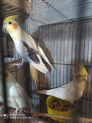 bülbül quşu: Salam. TAM SAĞLAM VİTAMİNLƏR PROFESSİONAL BİT DƏRMANİ VURULUB VƏ — 4