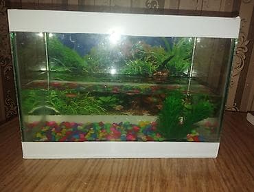 baliq satilir: 35sm uzunluğu olan akvarium satılır . içində 5dene balıq var. hamısı — 2