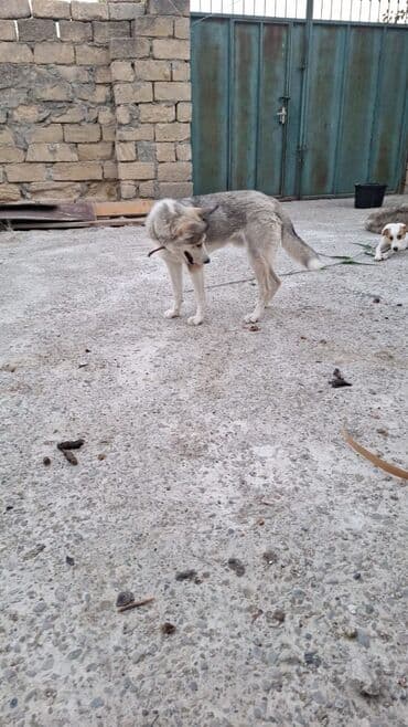 купить хаски щенка: Хаски, 9 месяцев — 3