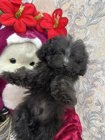 coban iti balasi satilir: Pudel, Peyvəndli — 2