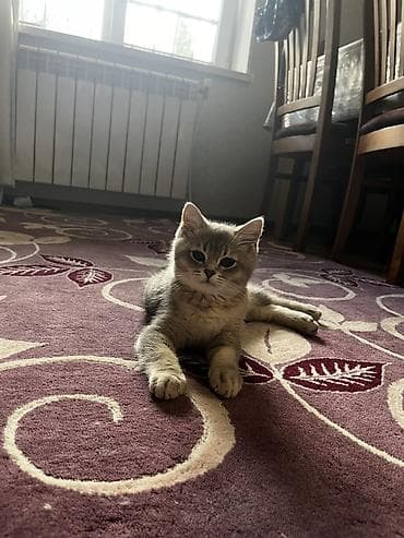 Britan, Dişi, Yaxşı əllərə, Pulsuz çatdırılma
