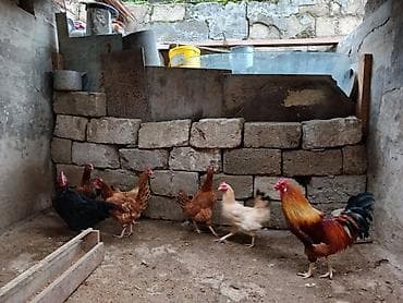 fireng yumurtasi: Toyuq, Yumurtalıq — 3