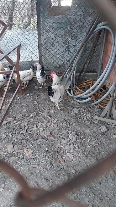 Balıqlar: Məhsul: Ev şəraitində bəslənən toyuq və xoruzlar (ağ-qara ləkəli — 1