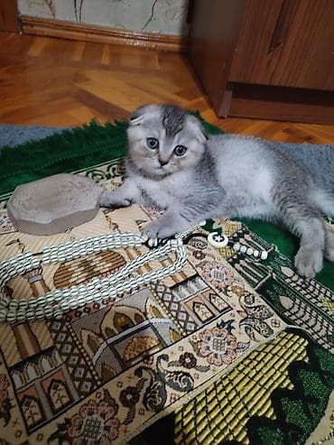 cins xoruz: Şotland — 7