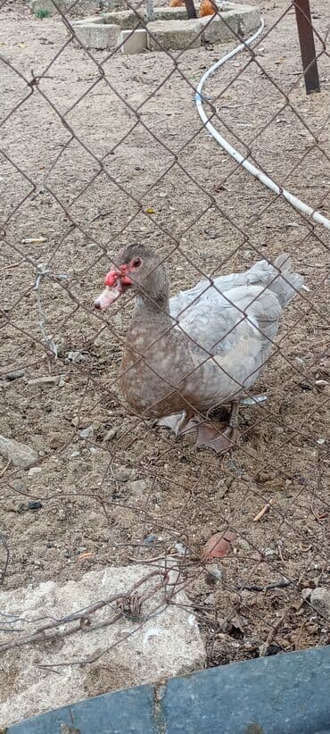 ordey balası: Erkək, | Macar, Damazlıq, Ödənişli çatdırılma — 5