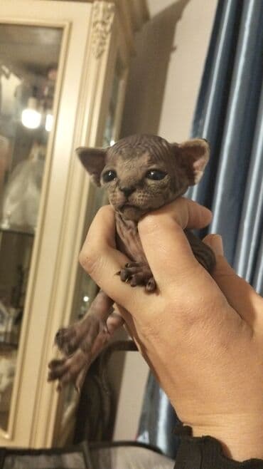 шотландский кот: Сфинкс, Самец, Самка, Самовывоз — 1