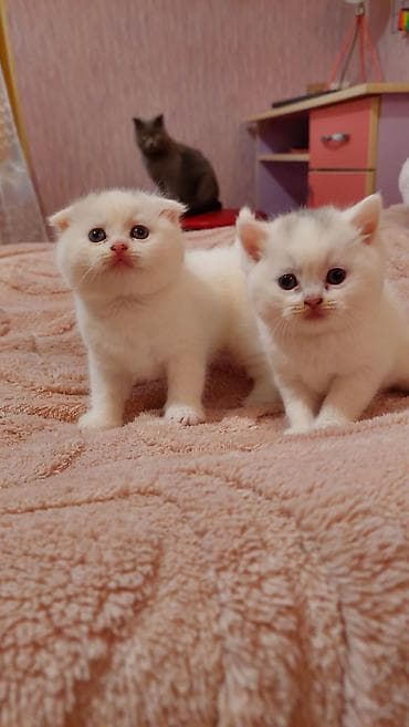 şotlant pişiy: Şotland, Dişi, Ünvandan götürmə — 2