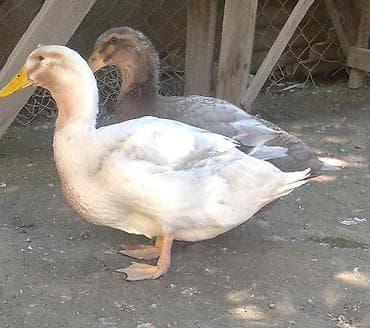 qoyun mal: Blue Rouen Ördeklerinin balaları.2 ayliq balalardi . CİDDİ ALİCİLAR — 8