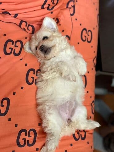 it xaltalari satisi: Sevimli balaca it balası – ağ-krem rəngli, tüklü və kompakt. Qısa — 1