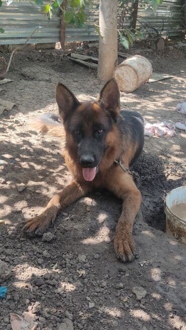 heyvanlara verilen adlar: Alman çoban iti, 2 il, Erkek, Sənədli — 4