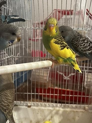 danışan quşlar: Adi papuqaylar 12 çexlə qarışıqlar 14dən satılır fərqli rənglər var — 3