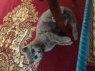 Птицы: Salam. şotlantdi 2 ayligdi su qabi yem qabi, birdə tualetinidə — 1