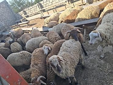 əmlik quzu: Quzu.Super kök erkək quzular.200 baş.Öz həyətimin — 9