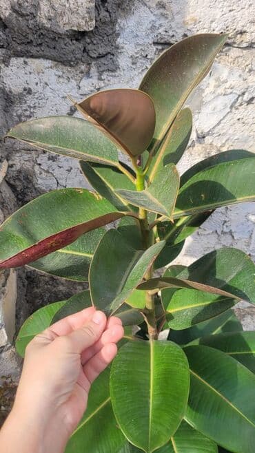 фикус дельтовидный: Комнатные растения — 3