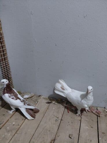 göyərçin yuvası: Salam saglam quşlardı 16.17 tük istəyən yazsın vatsaf aktivdi - Növ — 9