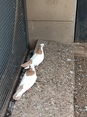 star quşu: Peçat quyruqları dəst sarı şeykalar satılır. Cütdülər. qiymətdə cüzvi — 2