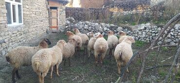 pişik su qabı: 10bas bir yas togulardi hamsi erkeydi cidi alıcıya endirim olunacaq — 1