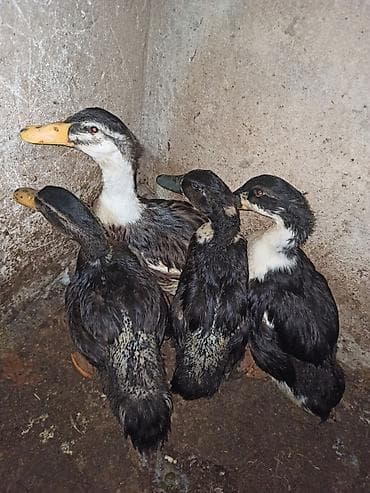 yeher satisi: 11 əd ördək hamısı bir yerdə satılır — 1