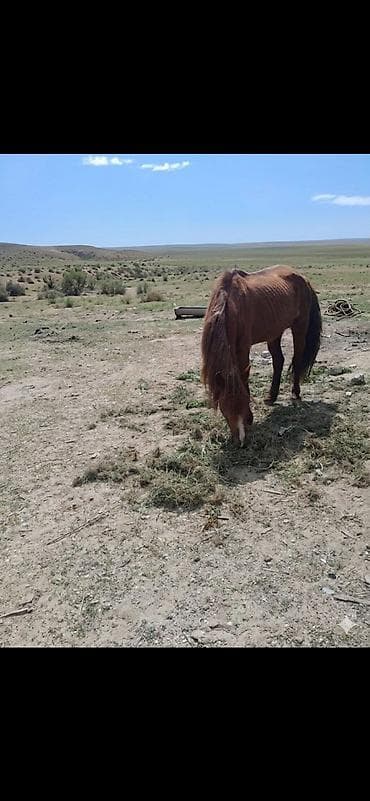 Qəhvəyi rəngdə at - Növ: at (yerli tip) - Rəng: qır (qəhvəyi) bədən