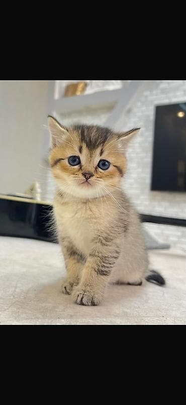 pişik cutleşdirme: Şotland, Dişi, Yaxşı əllərə, Ödənişli çatdırılma — 5