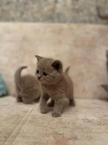 pişim: Britan, Pulsuz çatdırılma — 4