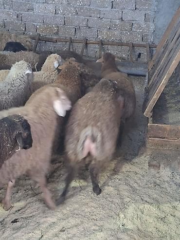 Птицы: Qoyunlar – ətlik-yunlu, quyruqlu tip Məhsul təsviri: - Şəkillərdə iri — 10