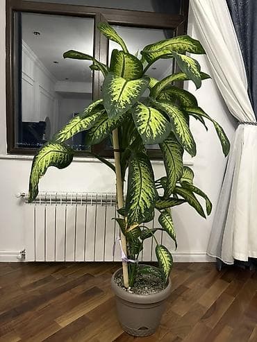 plastik pancara: Dieffenbaxiya (Dieffenbachia) – iri yarpaqlı, dekorativ ev bitkisi — 2