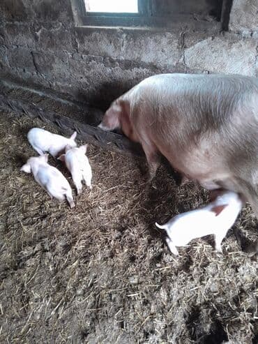 border collie qiymeti: 1 ana 6 bala real alici narahat elesin — 1