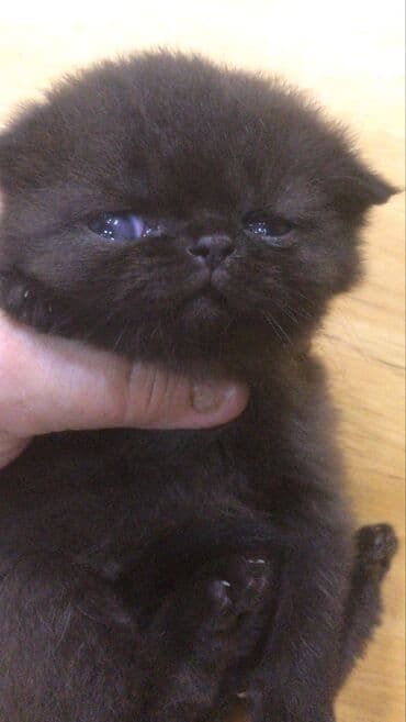 Quşlar: Fars, Erkək, Dişi — 5