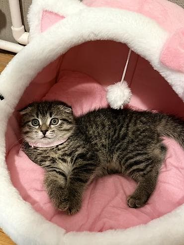 pisik ucun evler: Scotland ev pişiyi 02.11.2025 ildə doğulub. Sevimli, əyləncəli — 1