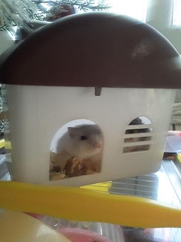 siçan telesi: Xan­da­nar/siçan/hamster üçün tam dəst qəfəs. Xüsusiyyətlər: - Metall — 9