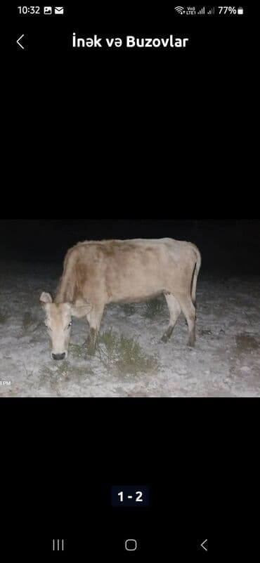 südlük inəklər: Dişi, il: 4, 200 kq, Südlük, Ünvandan götürmə — 1