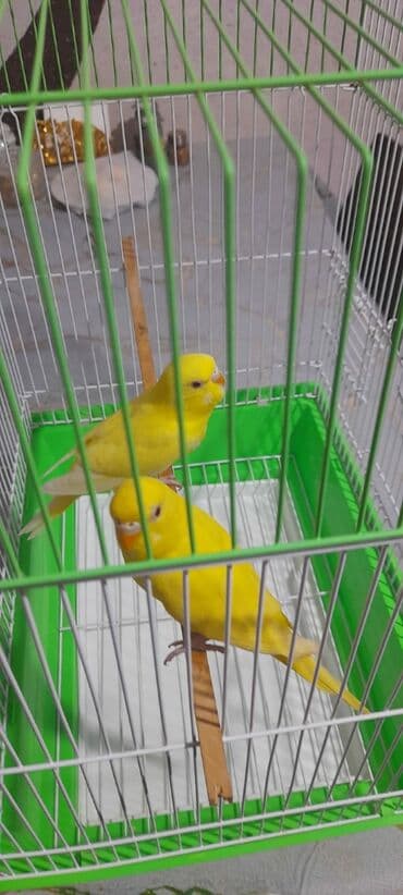 quş satisi: 1 aylıg qırmızı göz ələ öyrəşmiş quşdu
sumqayit — 5