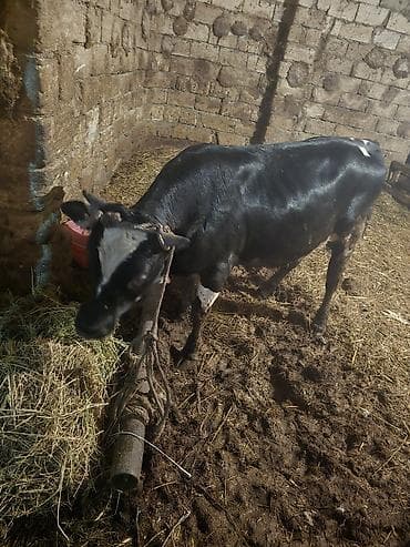 ucuz quzular: Qara-alaca erkək mal-qara (buğa/buzaq) - Rəng: parlaq qara, alında ağ — 2