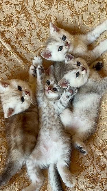 Pişiklər: Şinşilla, Dişi — 4