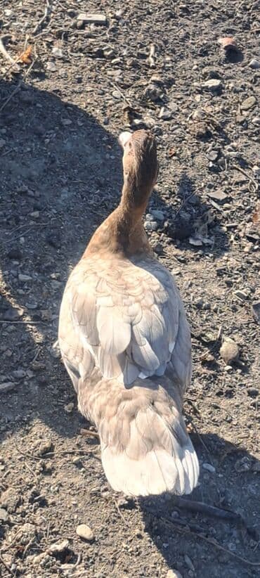 qaz balası satilir: Dişi, | Macar, Ətlik, Pulsuz çatdırılma — 7