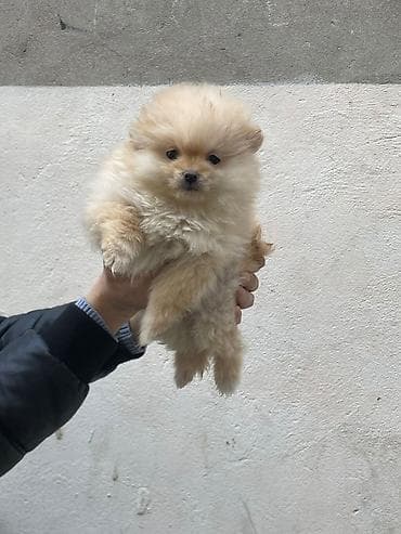 barter itle: Şpitz, 2 ay, Dişi — 1