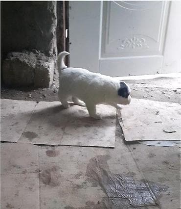 etlik cuce satisi: Qafqaz çoban iti, Dişi — 9