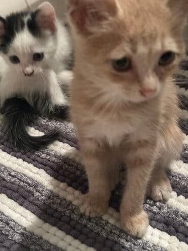 где можно купить котенка: Yaxşı əllərə — 7