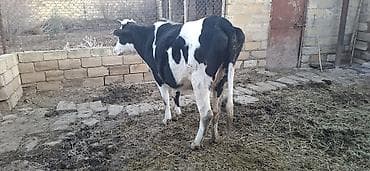 cins piwikler: Holşteyn Cinsidi 2 aylıq boğazdı simental maya vurulub ikinci qarına — 5