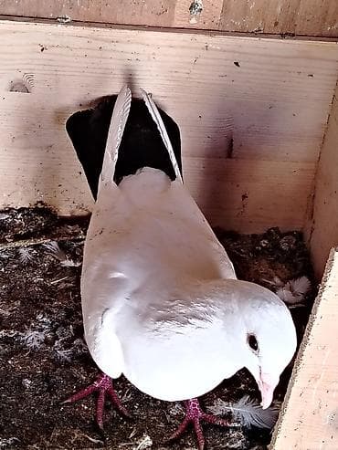 Heyvanlar üçün mallar: Salam qaraquyruq maya satilir qizgin mayadir qiymet 20manat unvan — 4