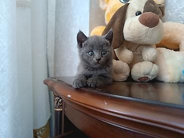 золотая шиншилла котенок: Самка, В добрые руки, Самовывоз — 1