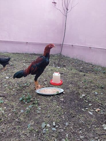 в добрые руки котята: Salam.Temiz qandan olan Heyratı xoruzudur.Hele 5 ayliqdir boyu — 1