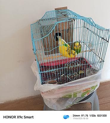 Məhsul: Dalmatian (dalgıç) cinsli iki dalğalı tutuquşu (budgerigar) və